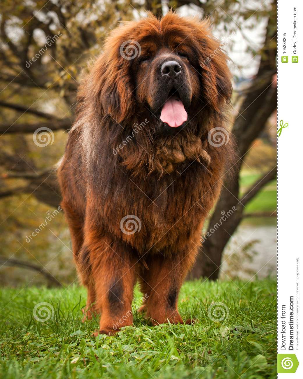 1041x1300  Caucasian Обои - Обои Пещера _hd Обои: Нала, взрослый коричневый чау-чау, укладывая на пол, собака, домашнее животное, собаки | Обои Flare