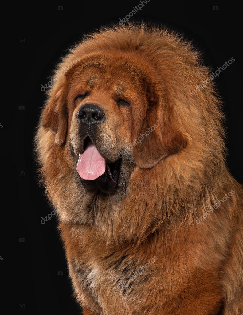 791x1023  mastiff Обои для Android Desktop Background