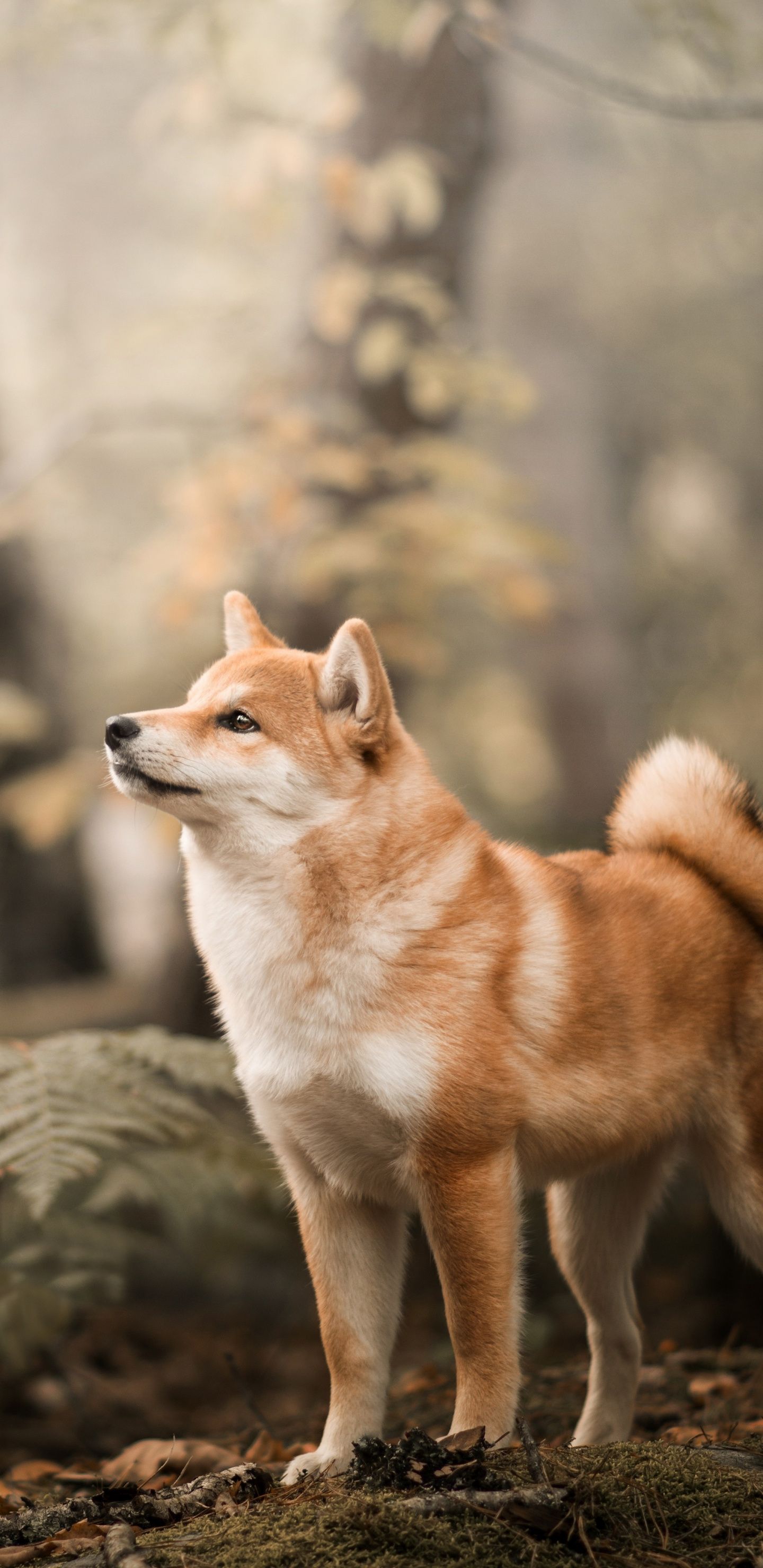 1440x2960  1080x1920, Shiba Inu Piflight Lockscreen / обои - Shiba Inu обои - Teahub.io 