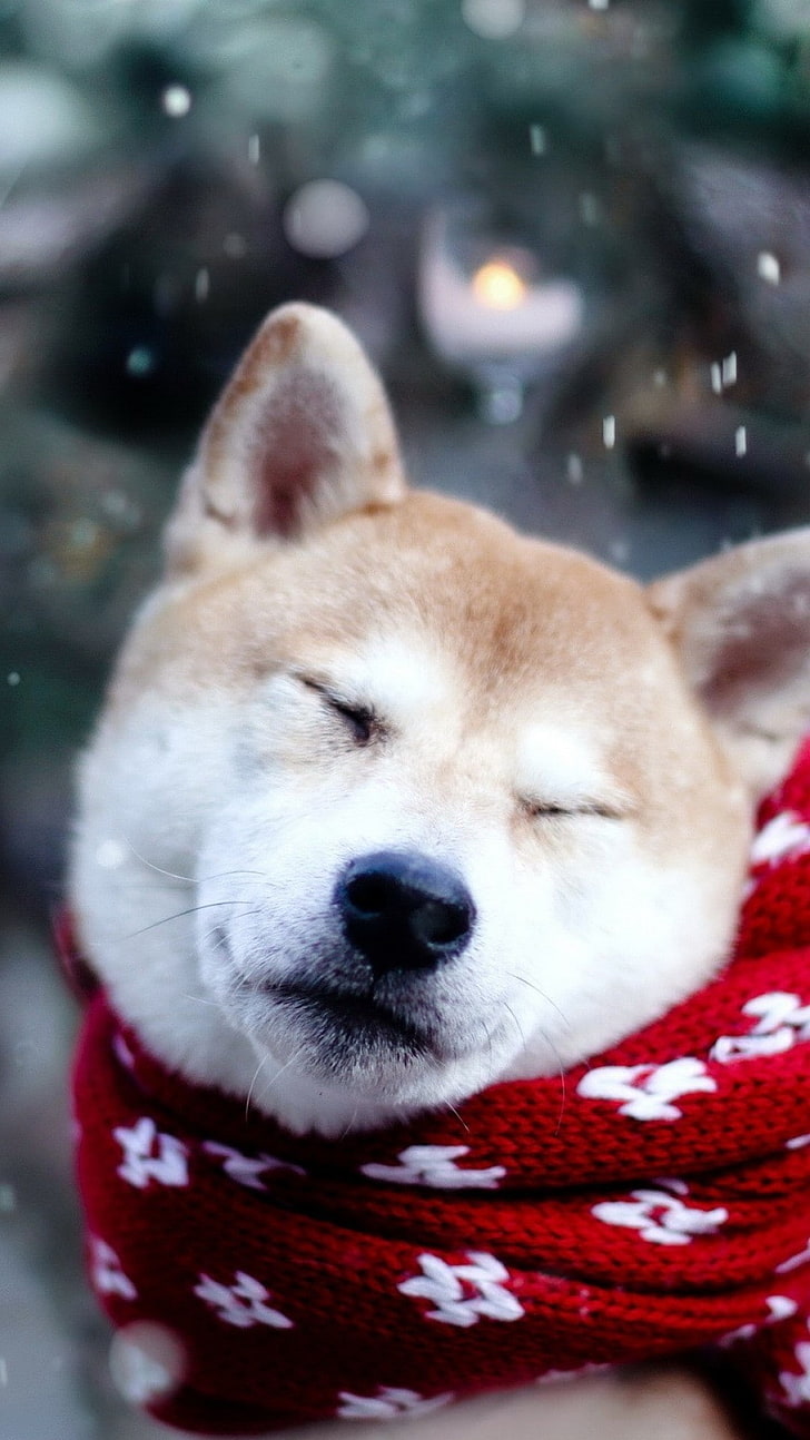 728x1294  shiba INU Мультфильм Обои - Топ Свободный Shiba INU Мультяшный Фон - WallpaperAccess