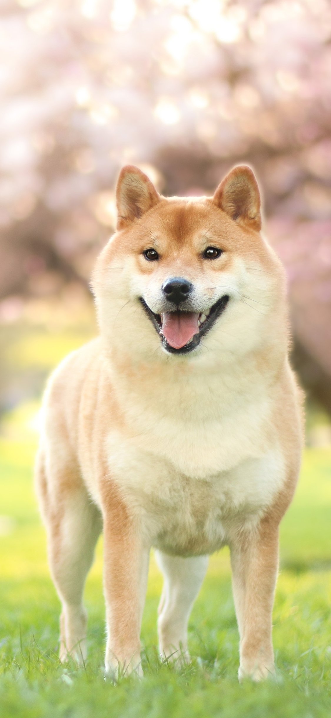 1125x2436   Shiba INU Обои: милые обои для собак для Android - APK Скачать 
