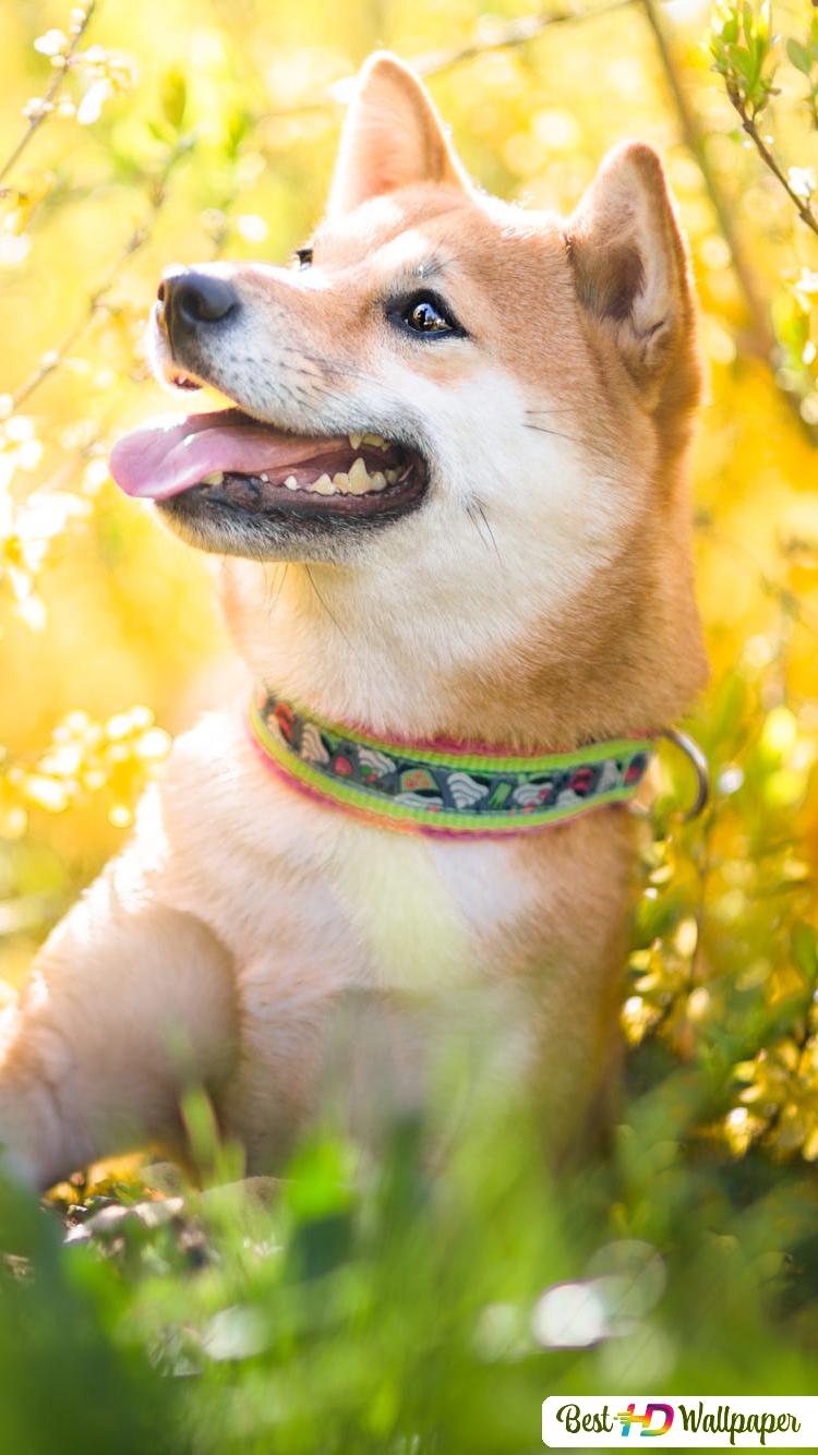 750x1334  Dog Shiba INU HD Обои Download