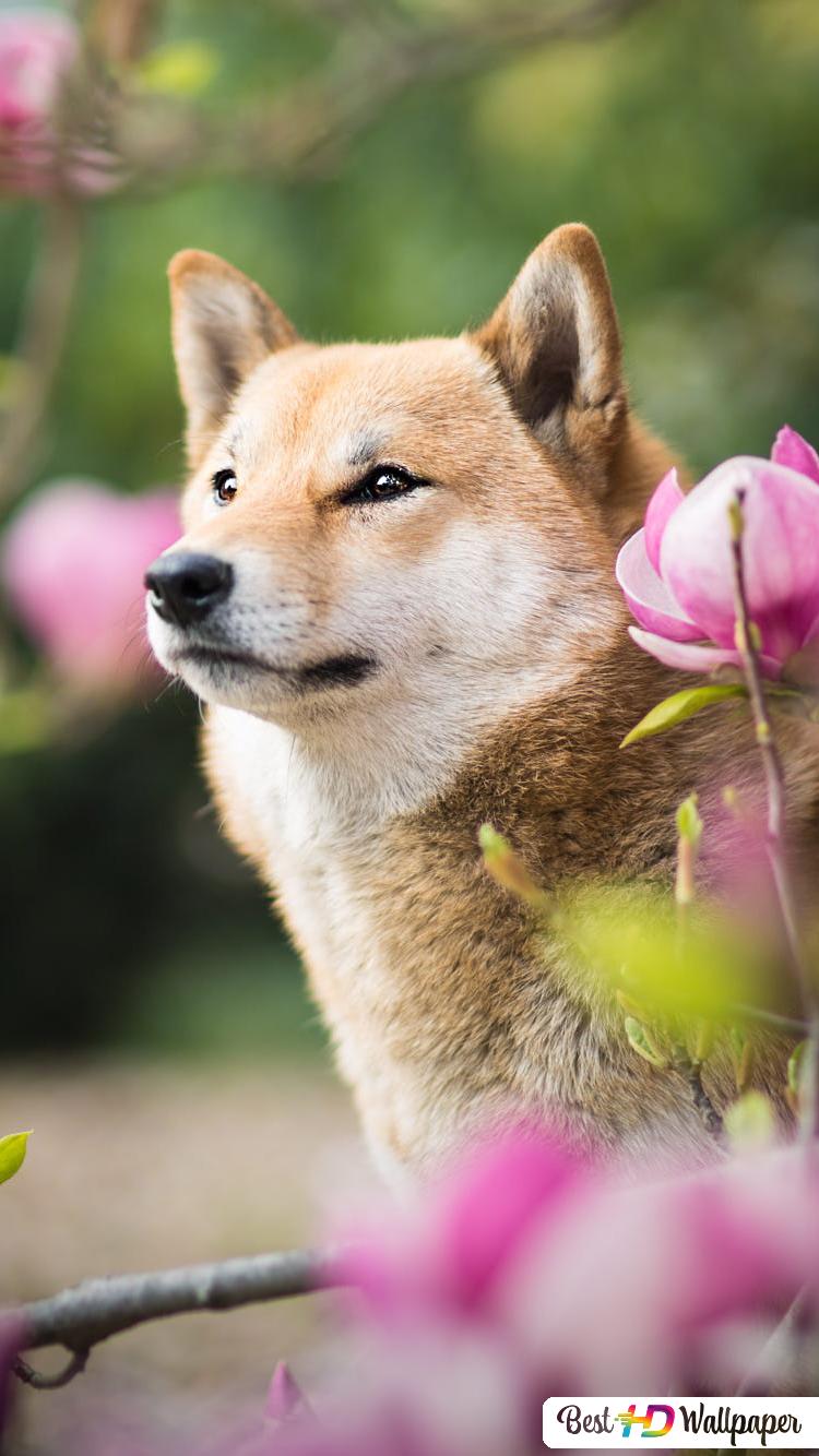 750x1334  shiba INU Собака HD Скачать 