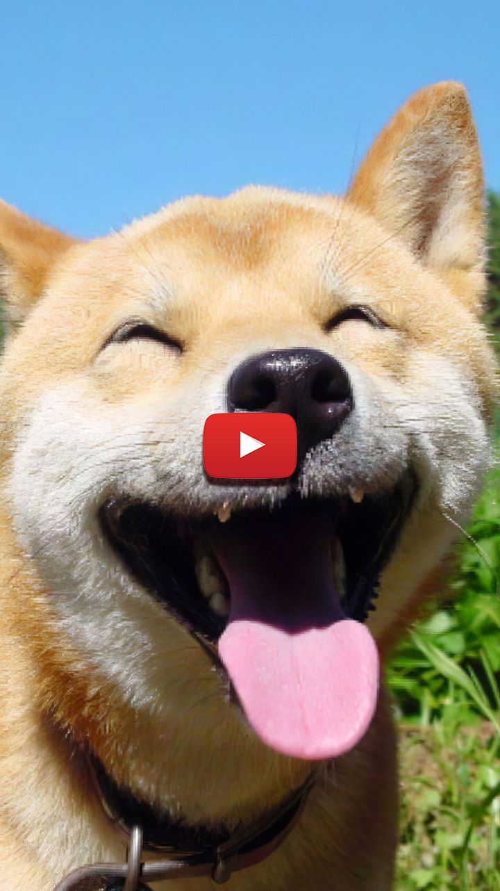 720x1282   Милый Shiba Inu обои inu inu обои inu by slypzz - e20a - бесплатно на zedge ™ 