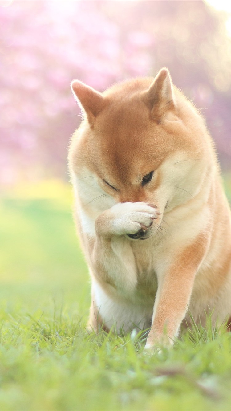 750x1334  Download 1080x1920 аниме девушка, Shiba INU, уши животных, кимоно обои для iPhone 8, iPhone 7 Plus, iPhone 6+, Sony Xperia Z, HTC One 