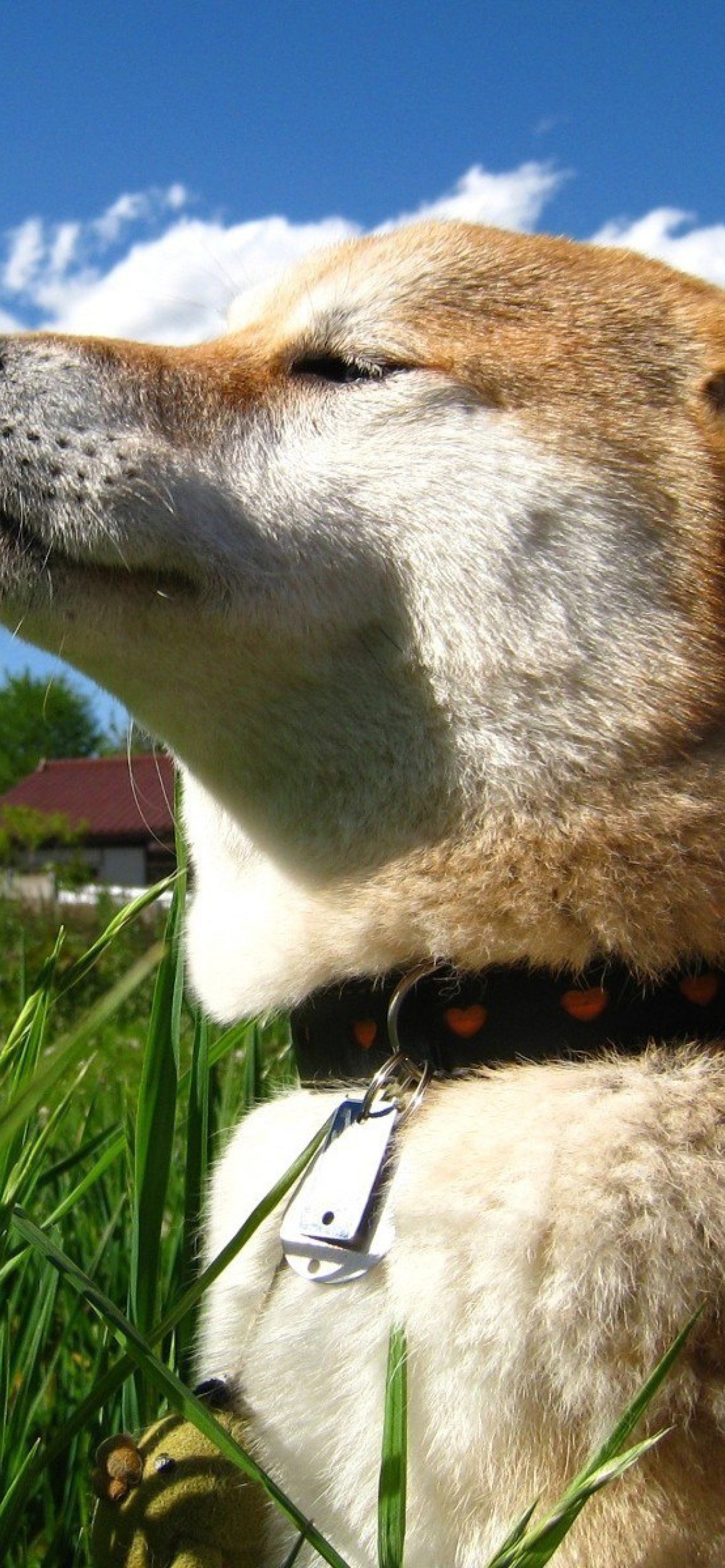 1170x2532   ? Собаки Shiba inu плюшевые животные домашние обои (129213) 