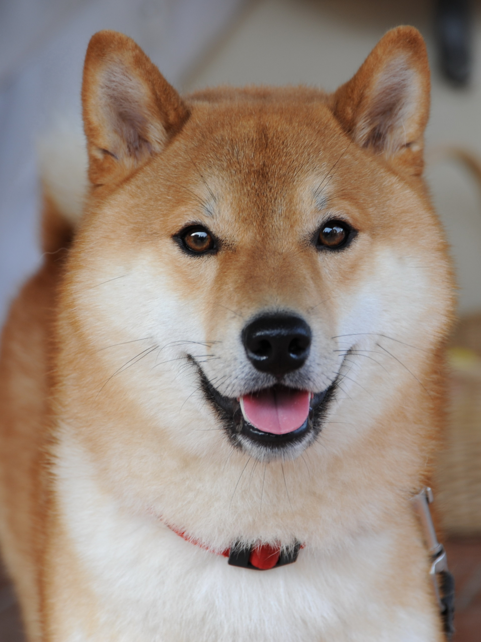 1536x2048  Portrait inu inu inu · Бесплатно Фото со стока