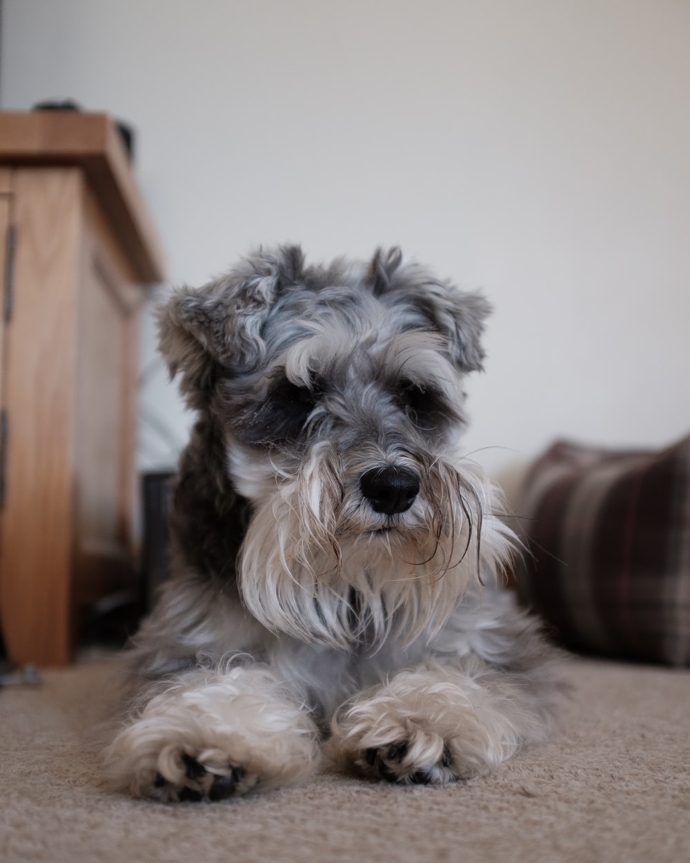 1000x1250  cute миниатюрный Schnauzer собака Рисунок Рабочего стола фото по Alfie | Загрузка ИЗобразна Миниатюрный шнауцер, Schnauzer, мини-Schnauzer