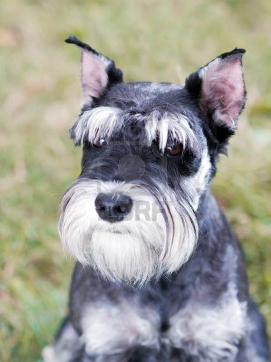 897x1200  miniature Schnauzer обои - обои Cave