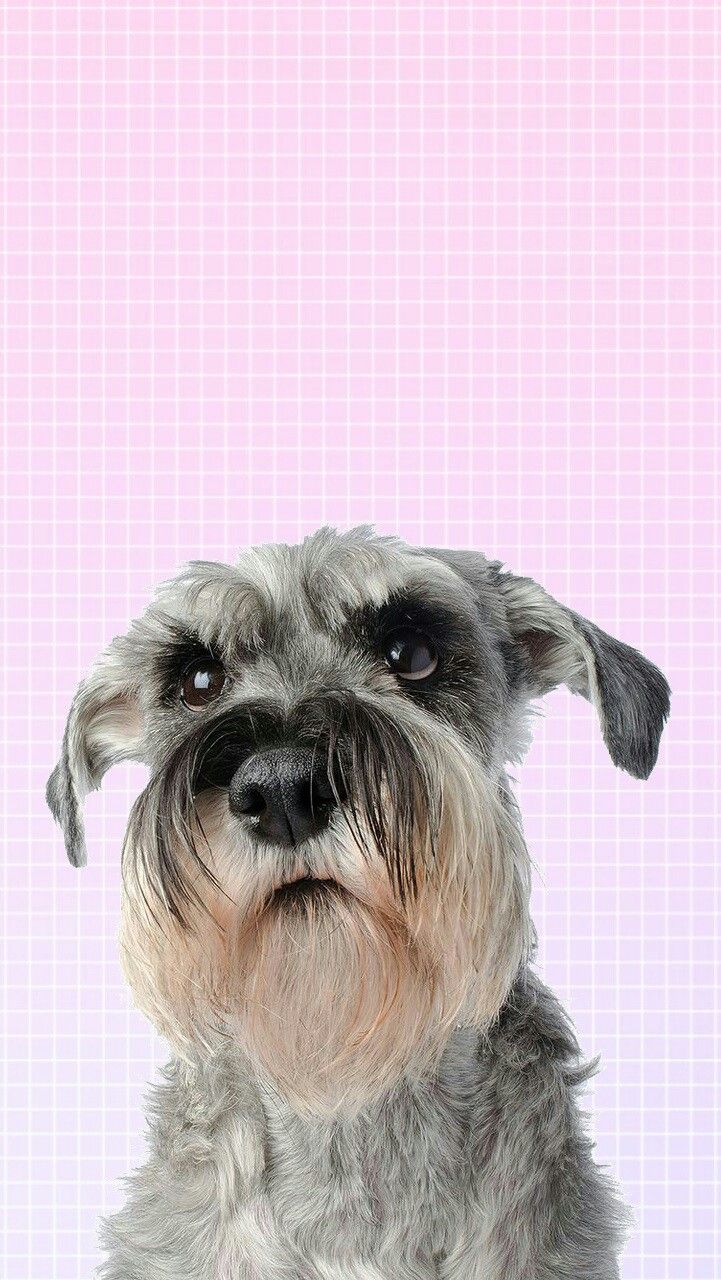 721x1280  schnauzer HD обои | 7 wallpapers.net 