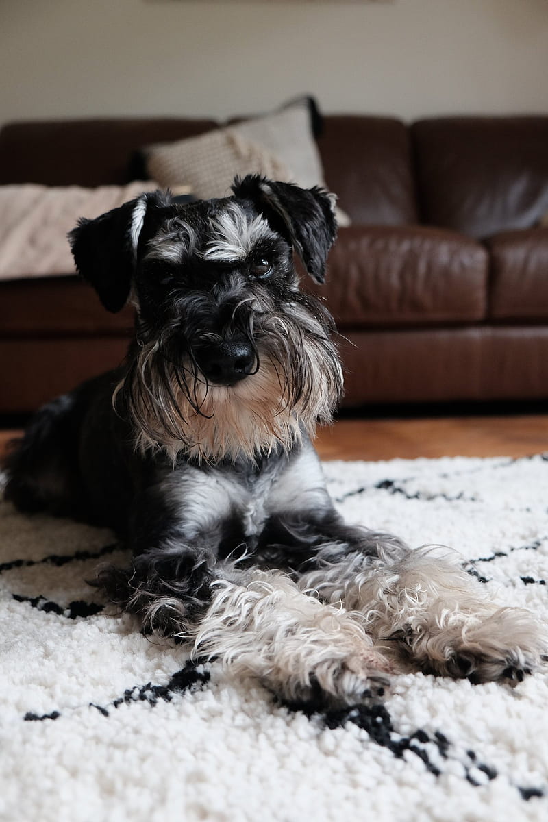 800x1200  quality Миниатюры Шнаузеров щенков Шнауцера для обоев с щенками Фотографии Высокое разрешение Компьютерная миниатюрная Schnauzer Schnauzer Schnauzer поделился Ethelind18 | Вентиляторы Соблюдайте изображения