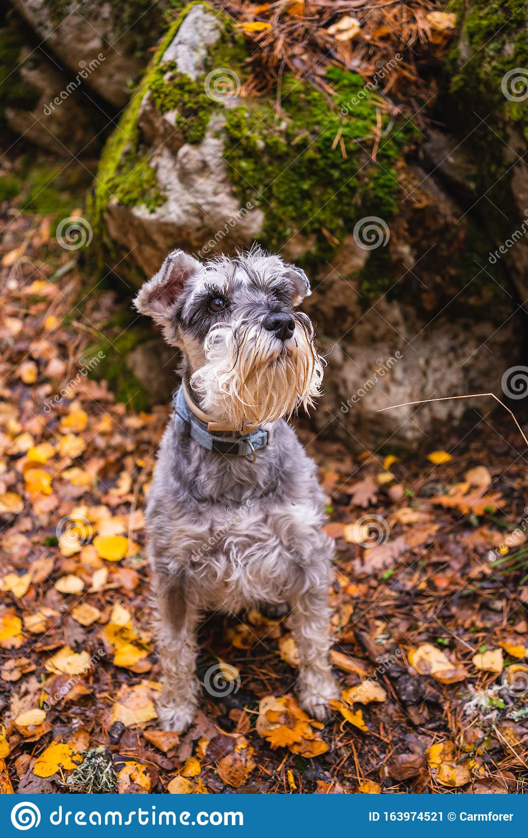 1066x1689  Animal Schnauzer - Mobile Abyss