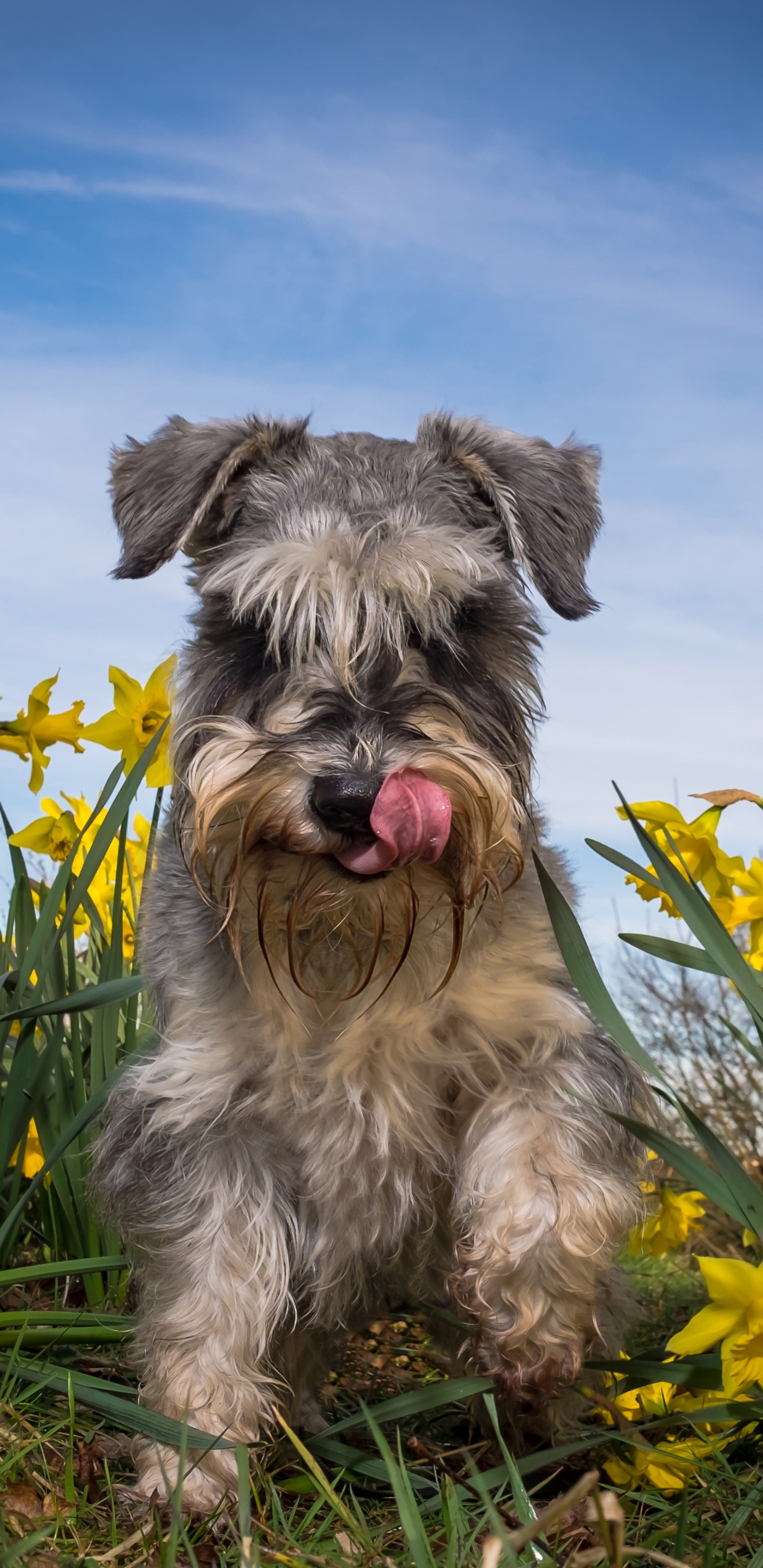 1440x2960  miniature schnauzer, белая собака, HD на мобильном Peakpx