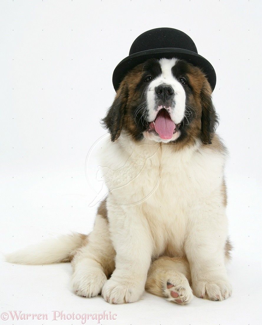 889x1104  Saint Bernard Обои для Андроид - Скачать apk