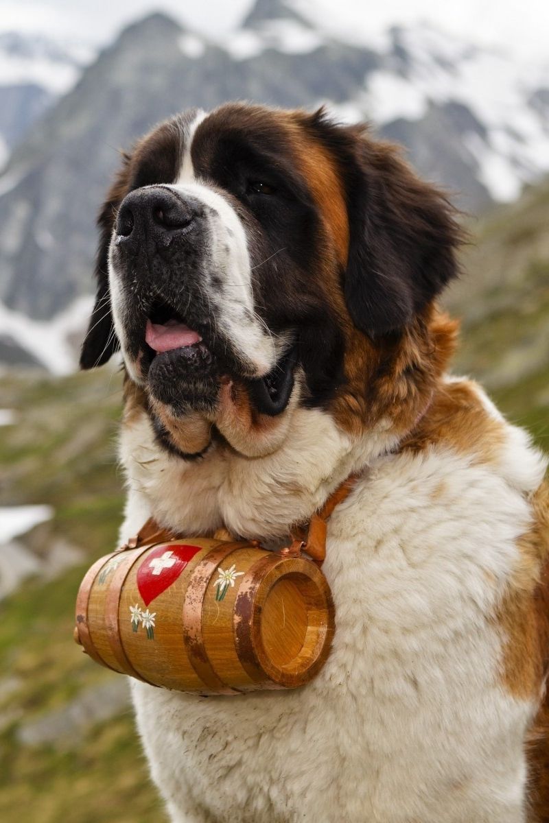 800x1200  Saint Bernards Обои - Обои Cave
