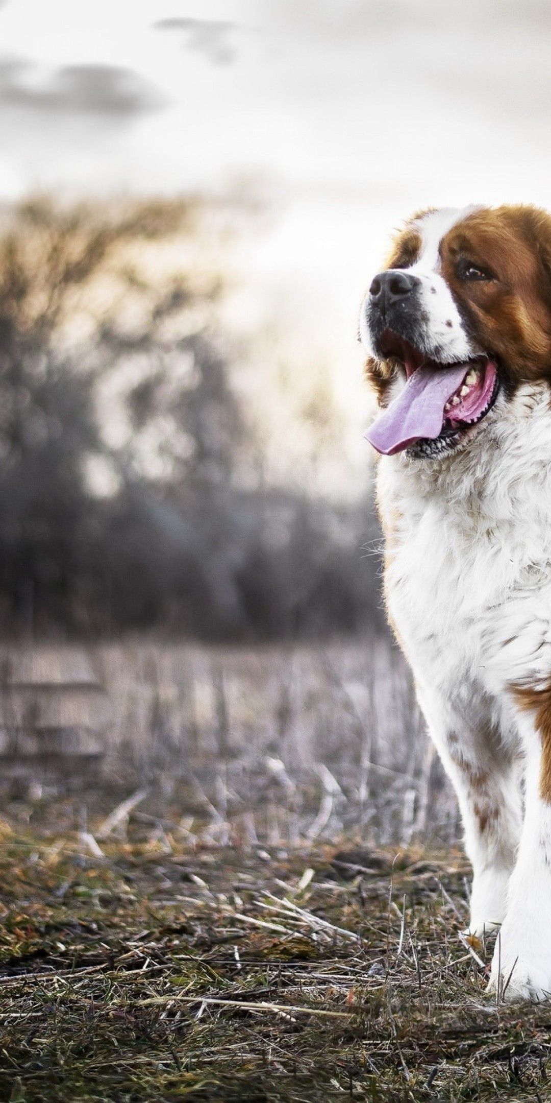 1080x2160  st. Bernard Обои - Топ-бесплатный Св. Бернард фоны - WallpaperAccess