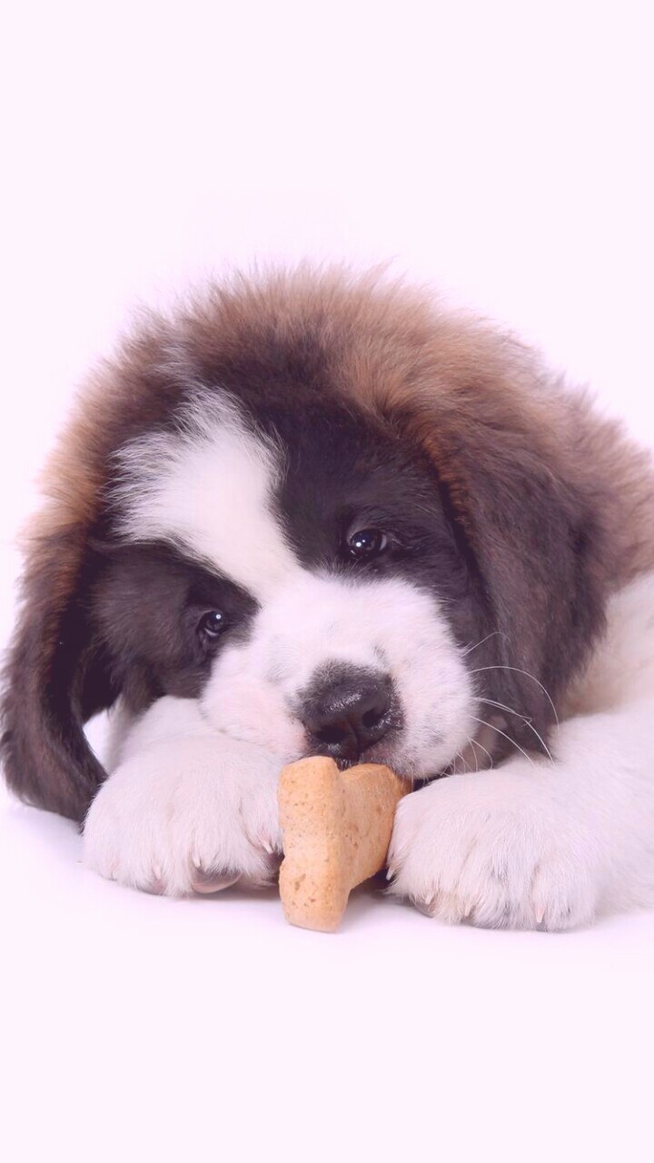 720x1280  Saint Bernards Обои размещены Zoey Peltier