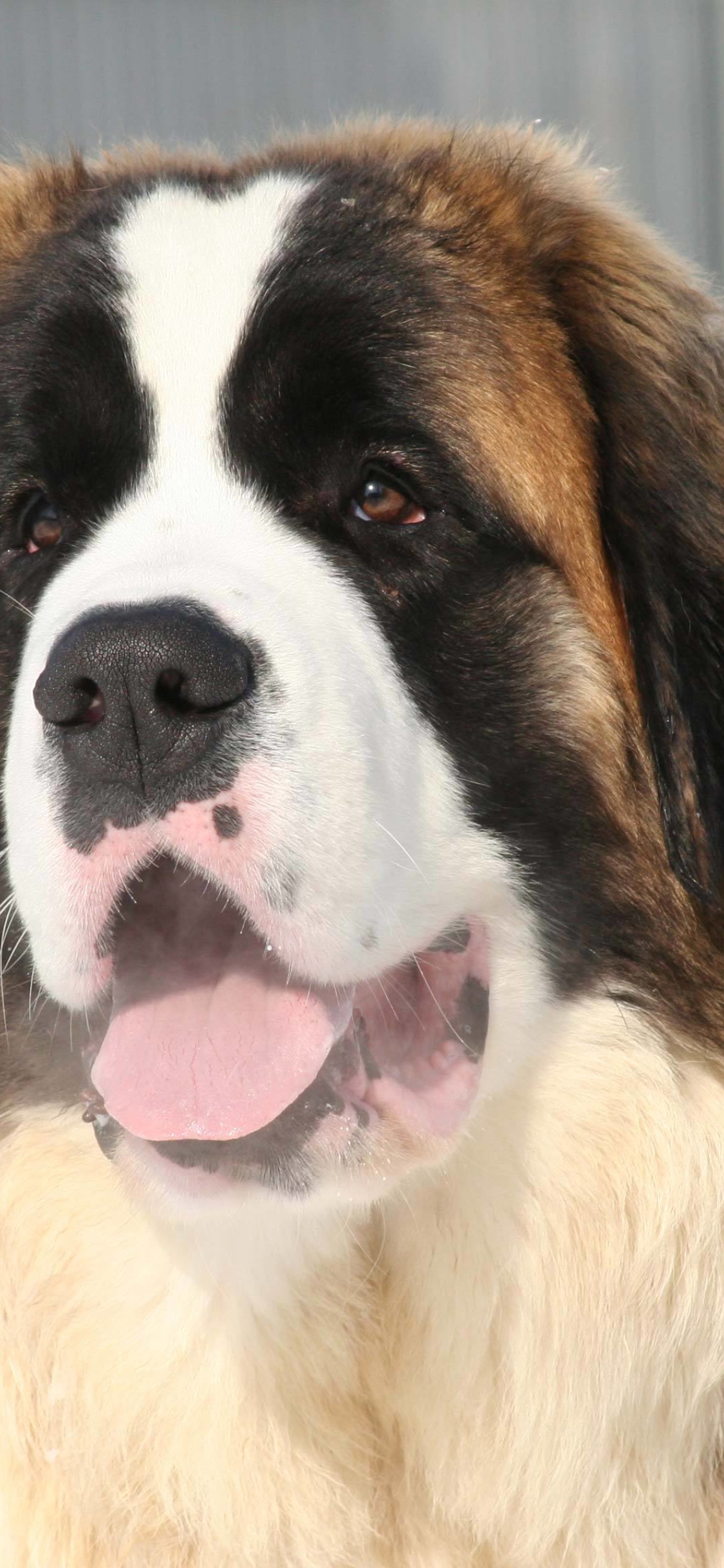 1125x2436   1125x2436 Saint Bernad iPhone XS, iPhone 10, iPhone x HD 4k обои, изображения, изображения, фоны, фотографии и фотографии _1125x2436 Святой Бернард, Лицо, Язык iPhone XS, iPhone 10, iPhone X Обои, HD Животные Обои, изображения, Фото и фон - Обои для обоев Wallpapers Den