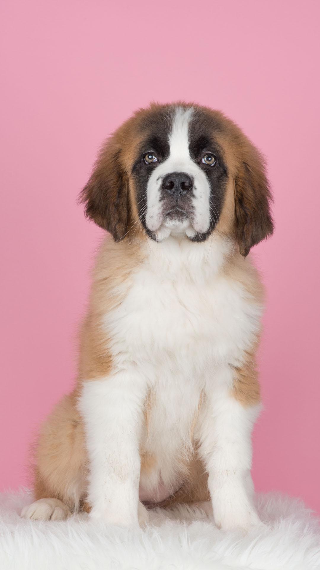 1080x1920  saint Bernard Обои размещены от John Johnson