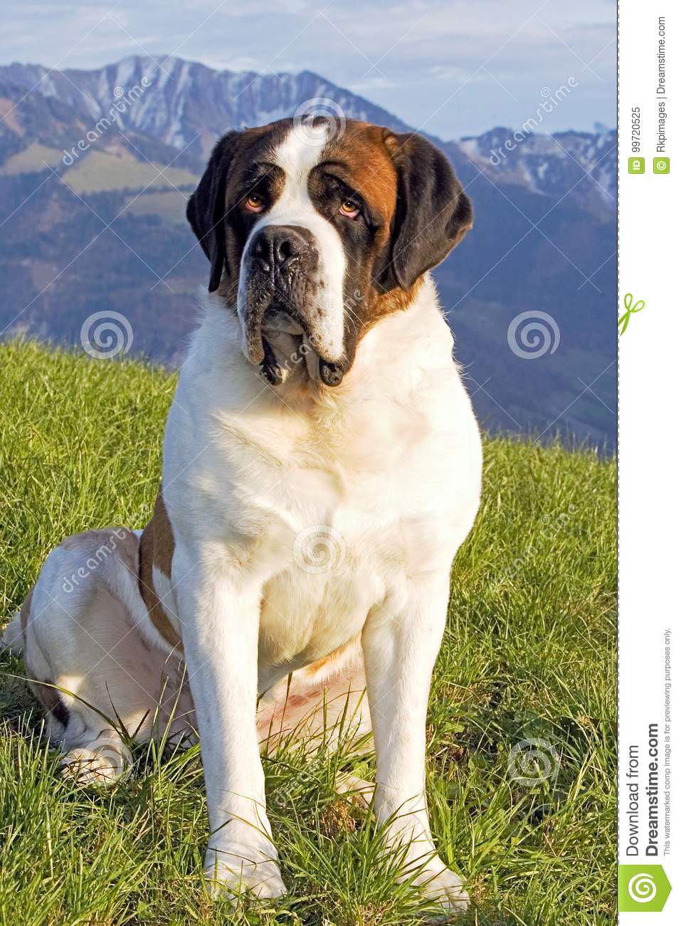 957x1300  saint Bernard Dog Стоковое Изображение. Изображение животных, отечественных - 99720525