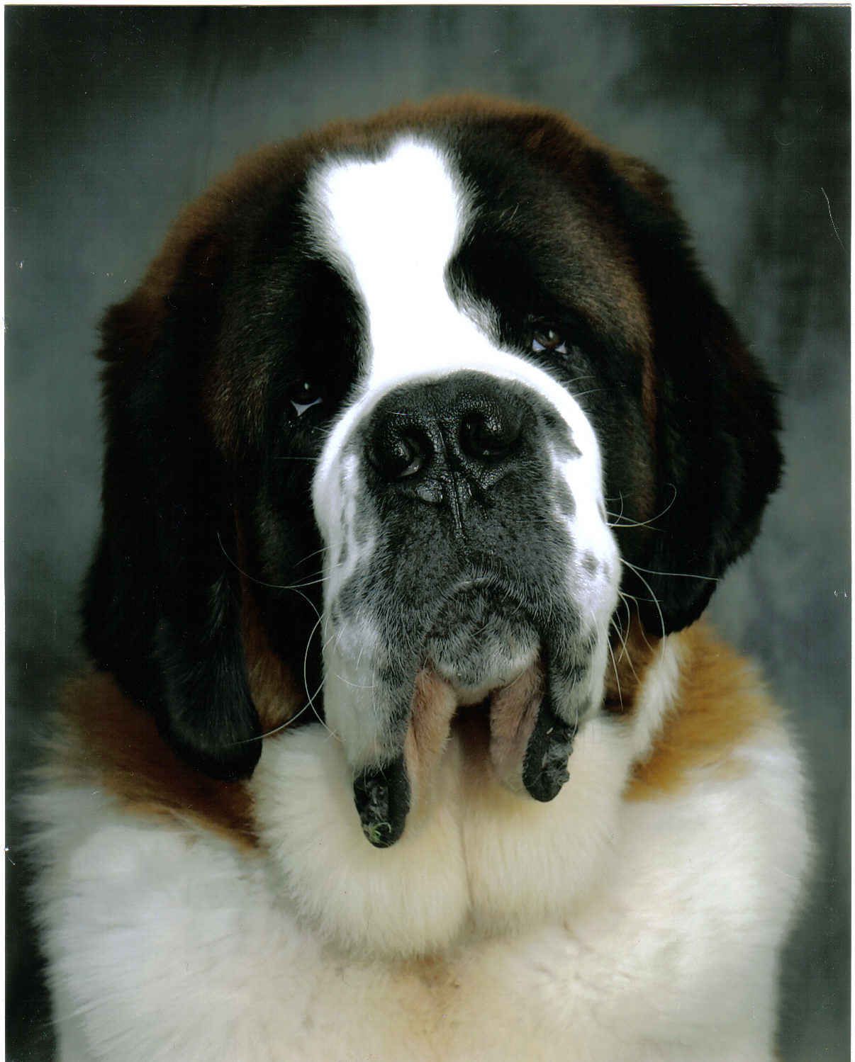 1206x1499   ? ? ST Bernard Животные Собаки Белый фон Молодые обои | (51799) 