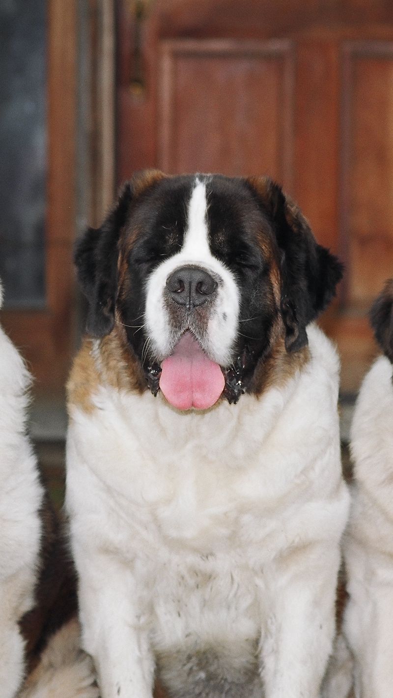 800x1420  HD Обои: Наш новый лучший друг, красноватые- Щенок белого святого Бернарда сидит на траве Газон | Обои Flare