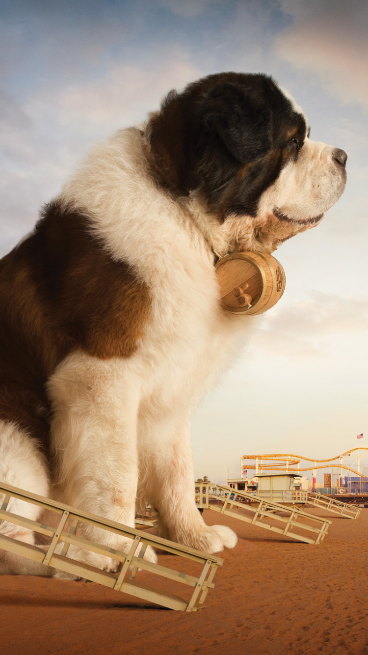 750x1334  saint Bernard Собака на черном фоне Фотография, картинки, изображения и сток-фотография без роялти. Image 3353598 .