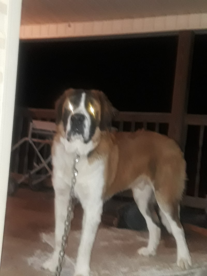 800x1067   Сен-Бернардные обои для Android - APK Download