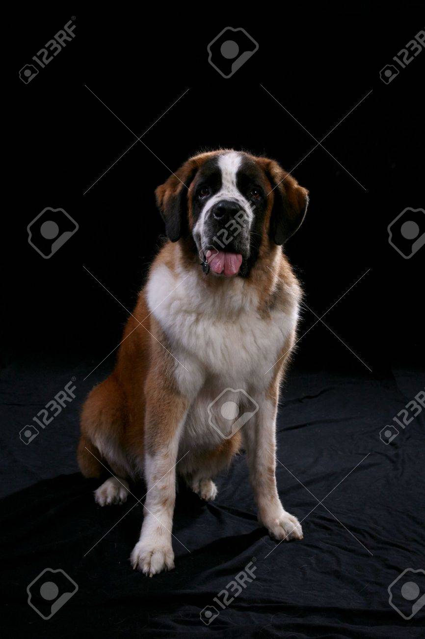 866x1300  MR. Уотсон |. Санкт-Бернард Собаки, Щенок Св. Бернард, Бернард Собака