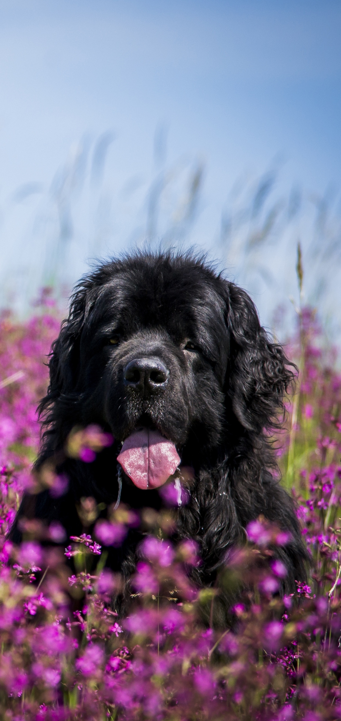 Newfoundland Щенок Обои - Верхнее Newfoundland Backgrounds - WallpaperAccess