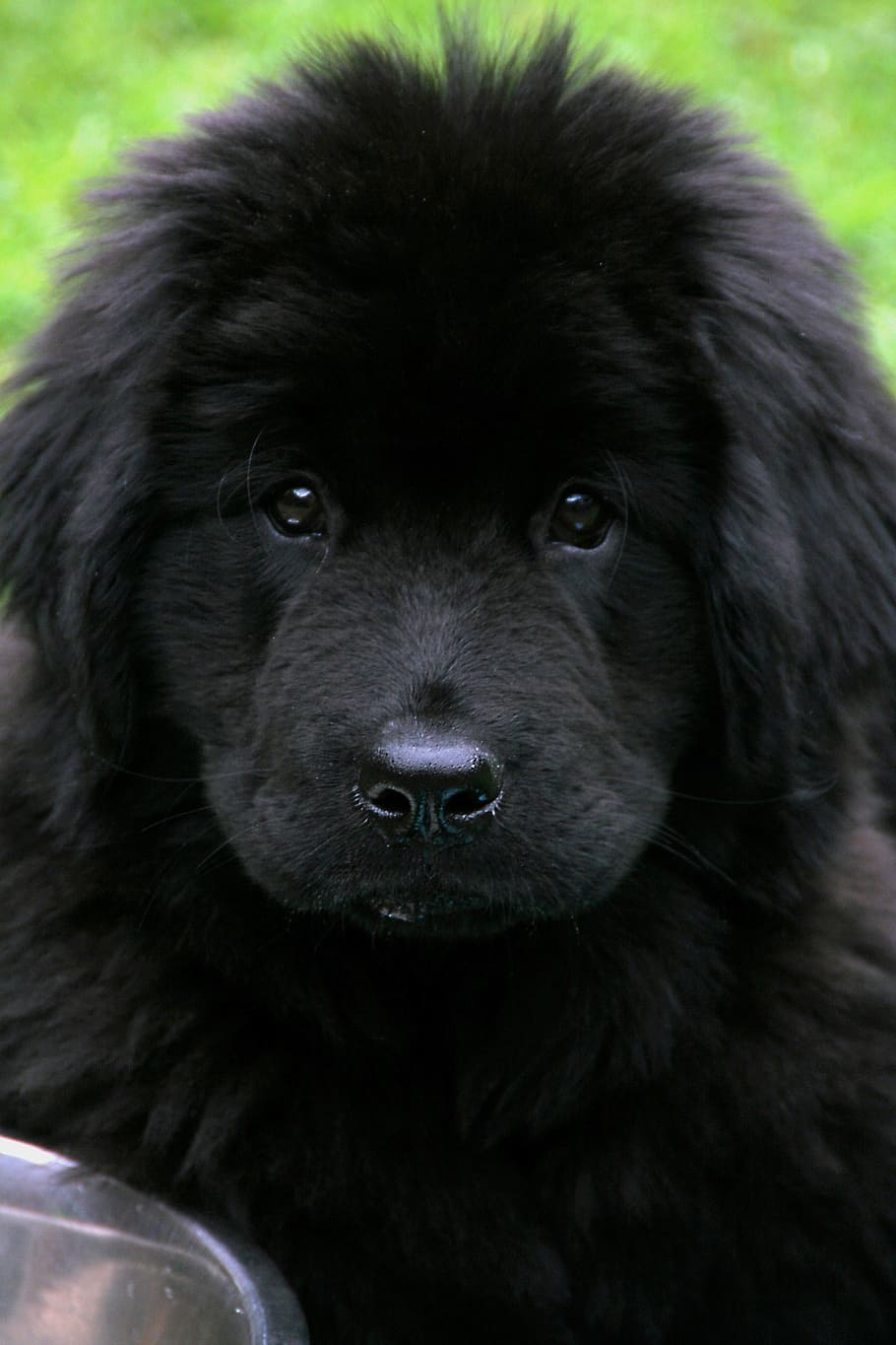 910x1365  Newfoundland Dog Wallpapers - Обои Cave