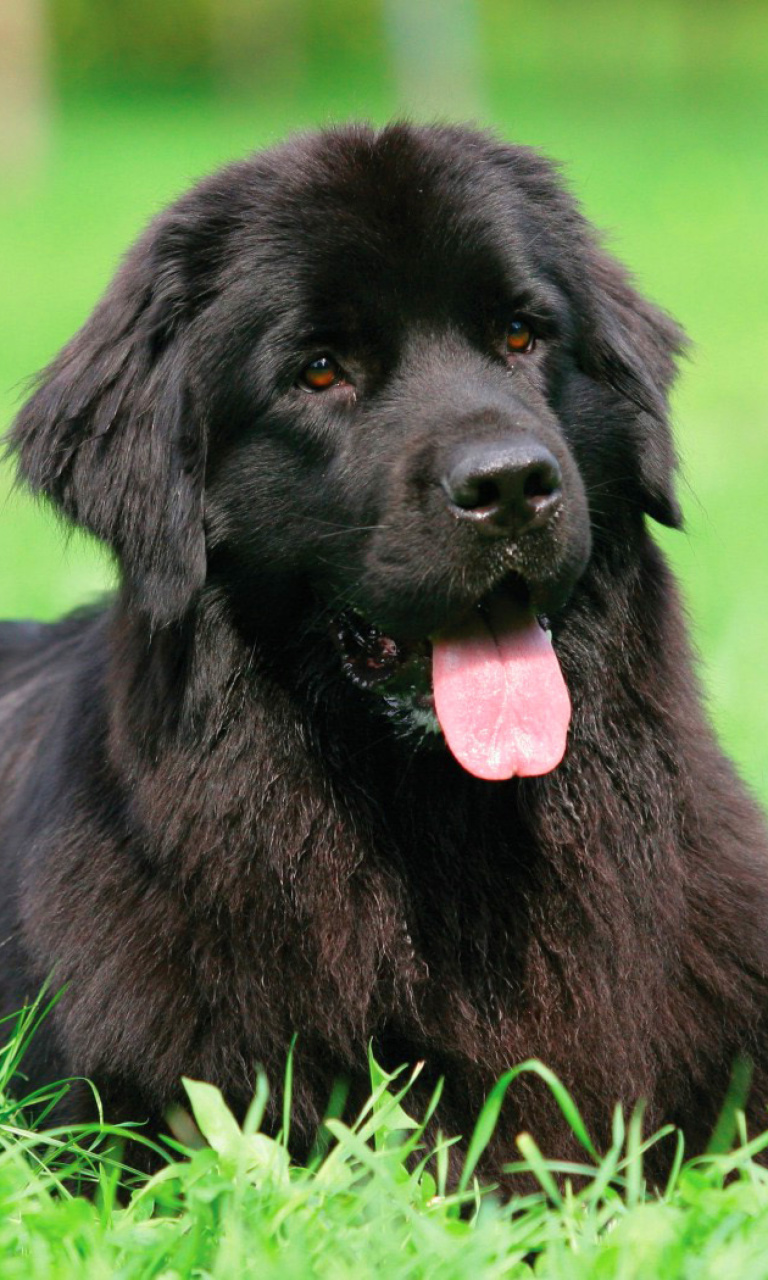 768x1280  Newfoundland, Собака 1080P, 2k, 4k, 5k HD HD Free Download | Обои Flare