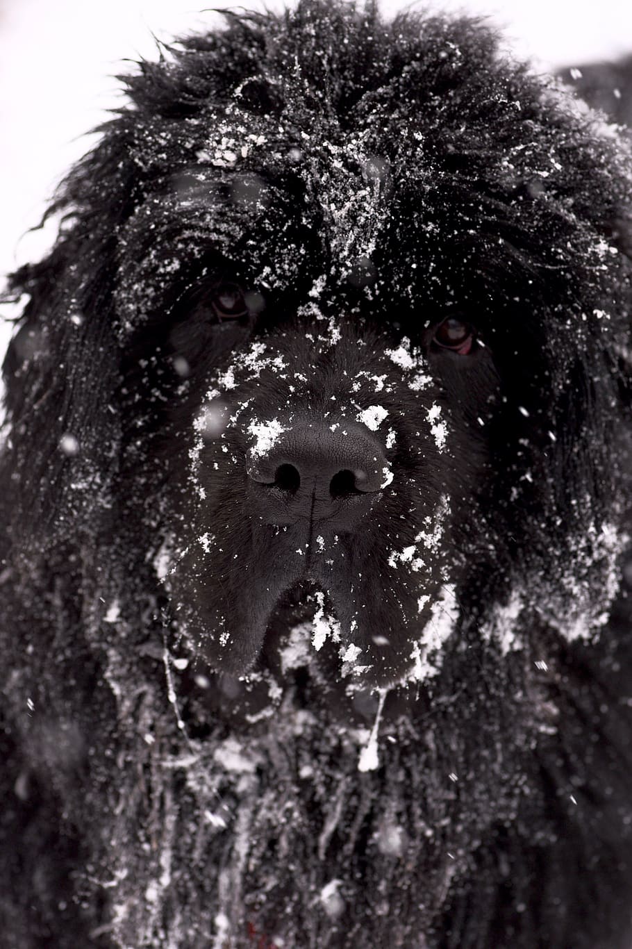 910x1366  newfoundland Dog Wallpapers - Обои Пещера _hd Обои: млекопитающее, собака, животное, домашнее животное, собака, лабрадор, retriever, Newfoundland | Обои Flare