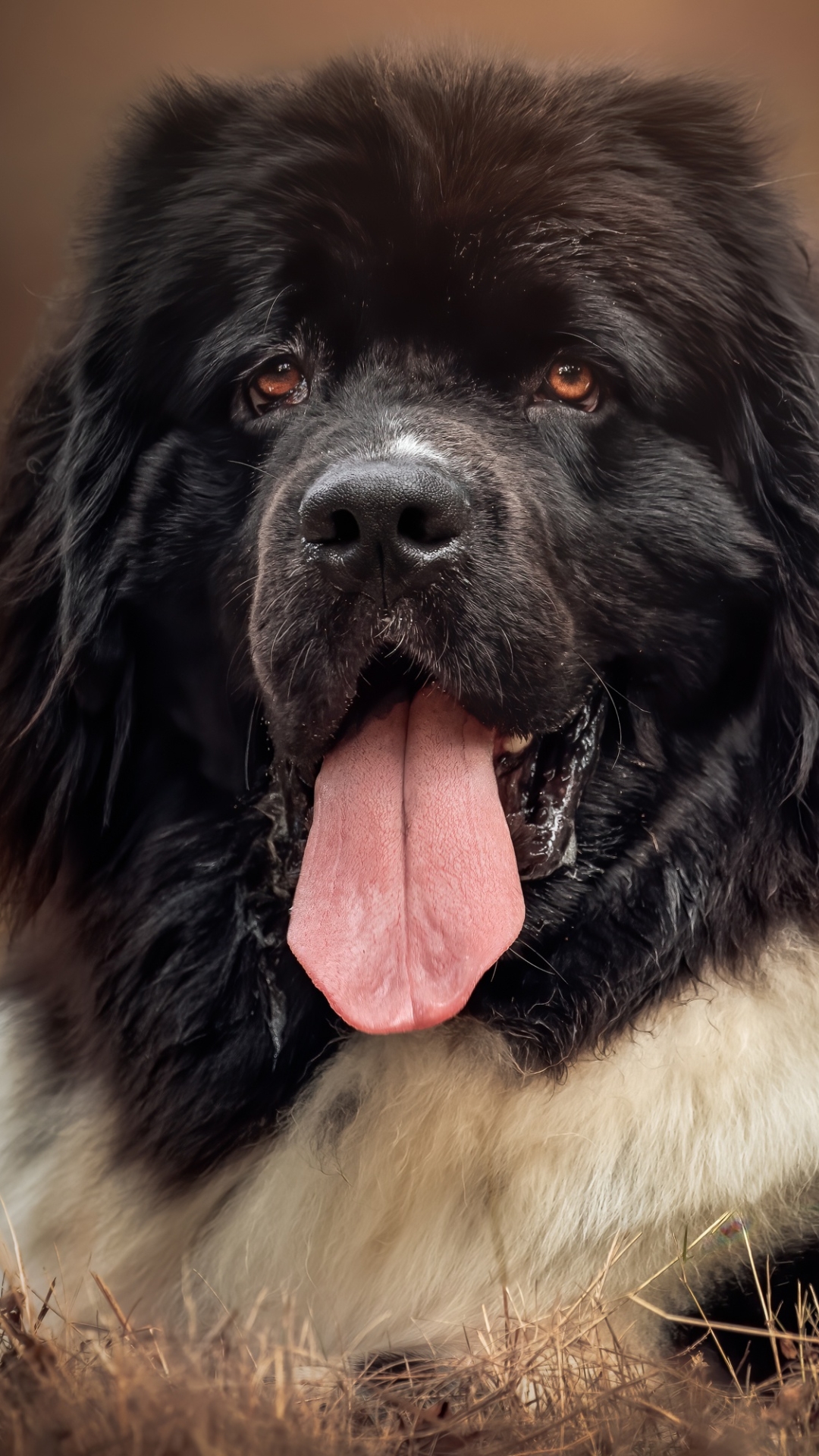 1080x1920  animal Newfoundland - Mobile Abyss