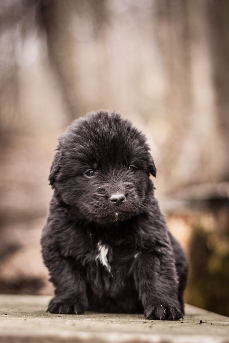 736x1104  Newfoundland Requices картинки на телефон | Щенки Newfoundland, Щенок Обои, Щенки 