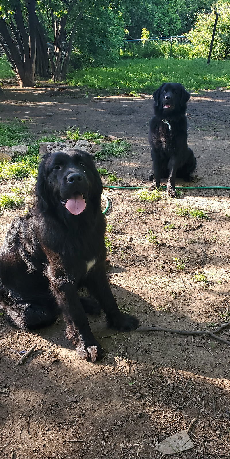 800x1595  _newfoundland, Собаки, щенки, HD на мобильном телефоне | Peakpx