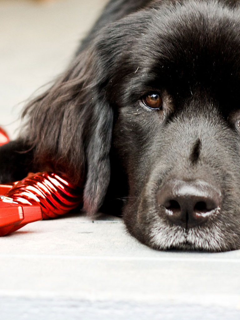 768x1024  Moscow Водяная собака - Alchetron, бесплатная социальная энциклопедия aDownload 1080x1920 Newfoundland, черный, щенок, собака, крупным планом обои для iPhone 8, iPhone 7 Plus, iPhone 6+, Sony Xperia Z, HTC One - Wallpapermaiden