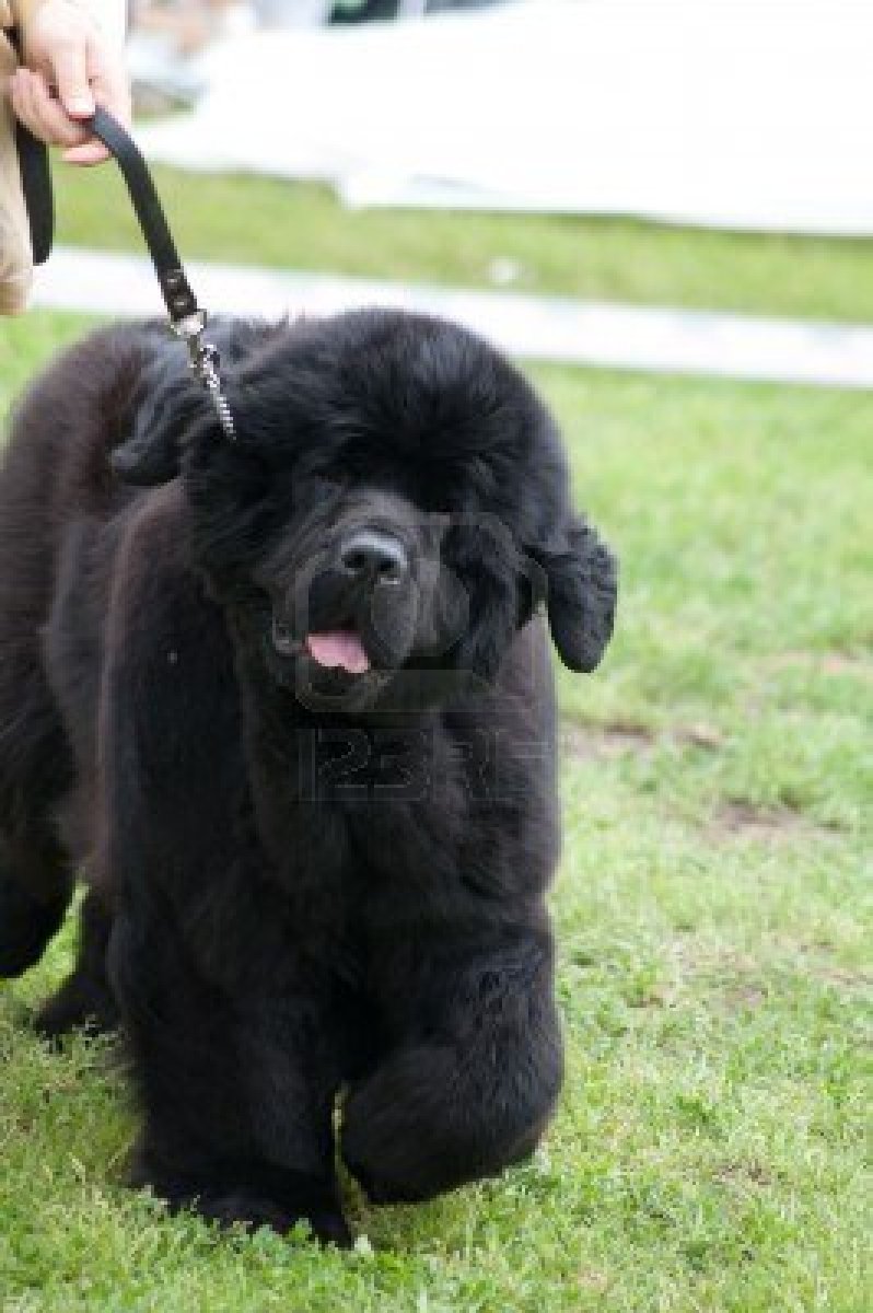 798x1200  love Обои Собака Images