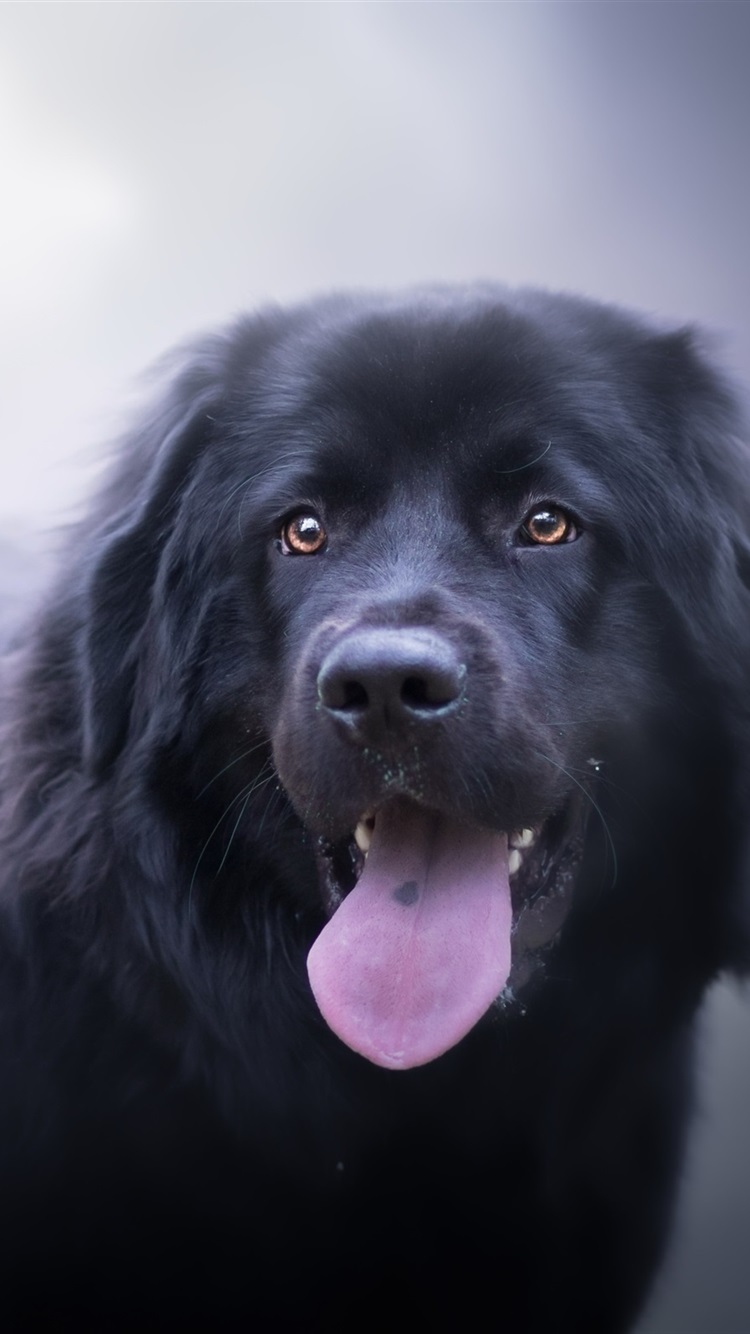 750x1334  dog Обои \ U0026 Милый щенок Живые Обои: Amazon.in: AppStore для Android