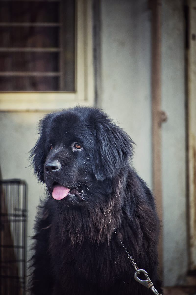 800x1200  hd Обои: Собака, собака, Newfoundland, Серый, Портрет, Большой, Главный, ПЭТ | Обои flare