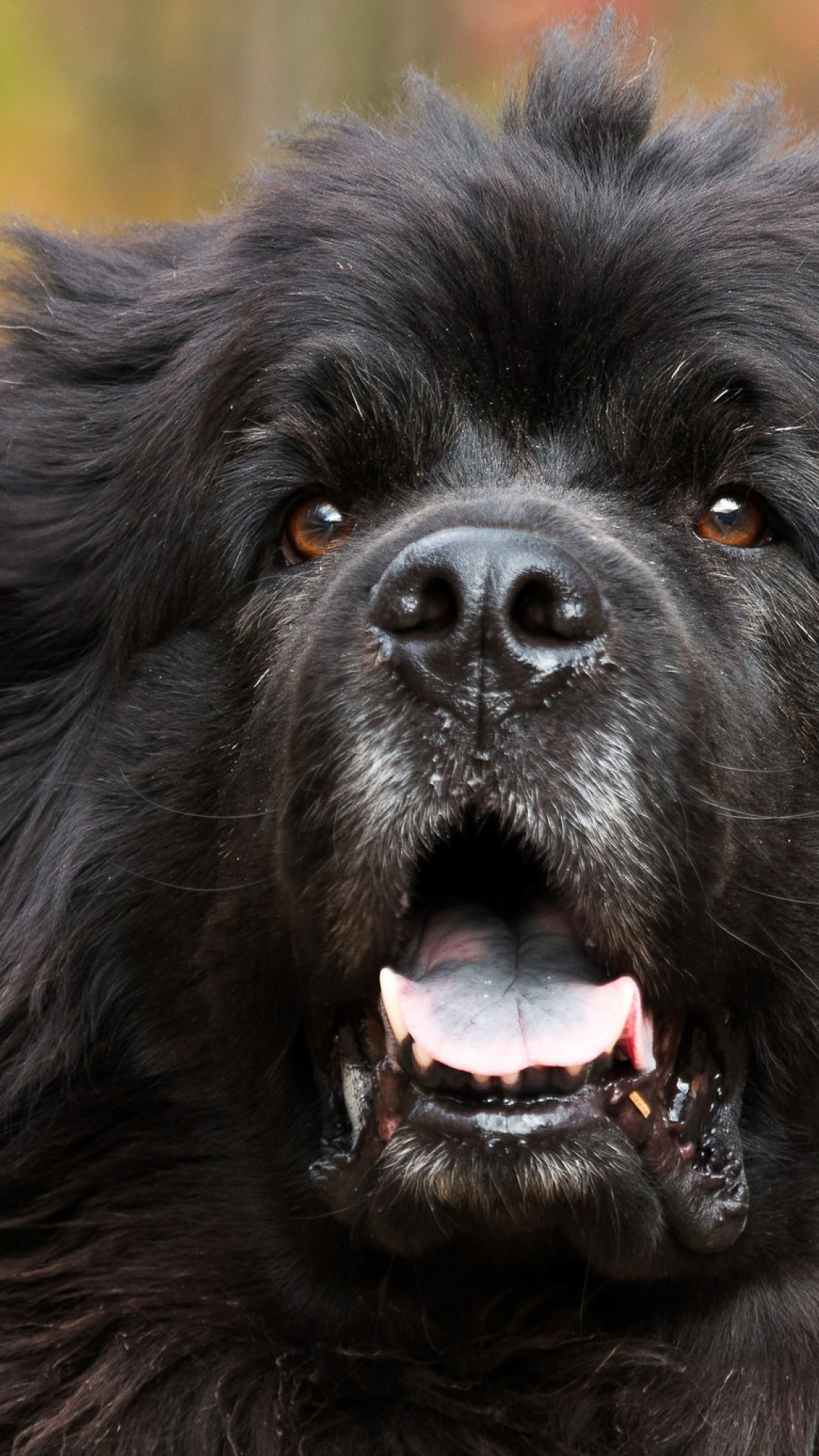 1080x1920  love обои собака изображений 