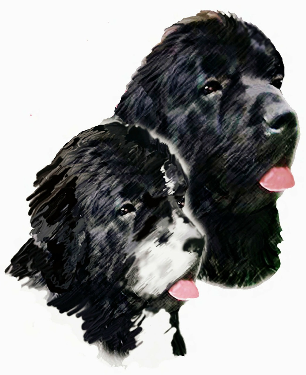 1044x1280  free Обои Фон: картина милый Newfoundland Dog