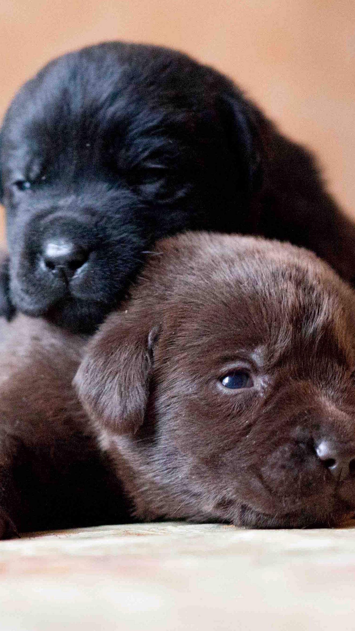 1440x2560   керамические новобрачные собаки - Zanardello SRL Unipersonale