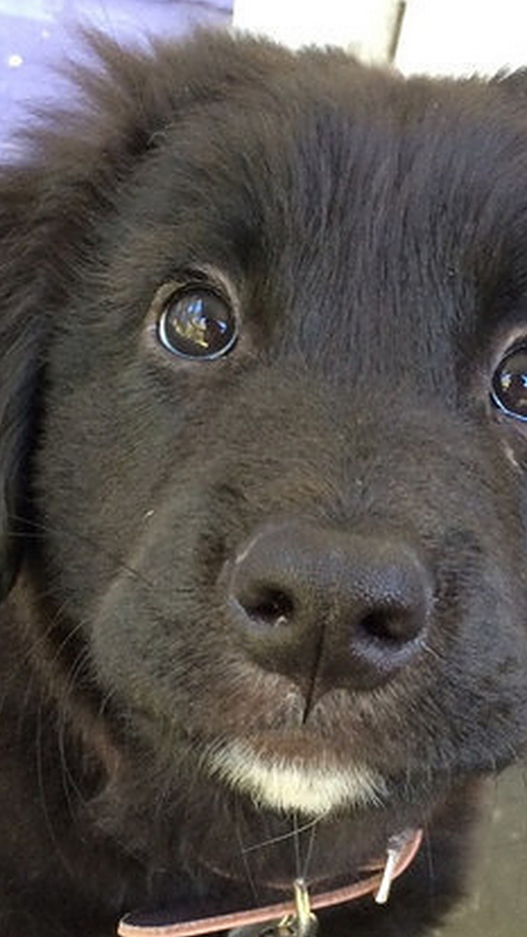 1080x1920  Puppy Newfoundland Dog на белом фоне Фотография, картинки, изображения и сток-фотография без роялти. Image 127341231 .