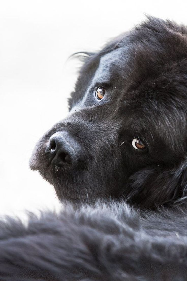 736x1105   Newfoundland Dog Обои размещены Zoey Cunningham