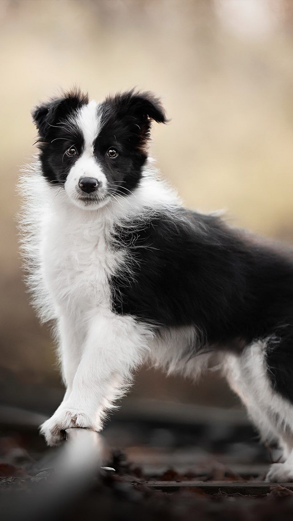 950x1689  border Collie iPhone Обои - Вершина бесплатная граница Collie Iphone Фон - WallpaperAccess