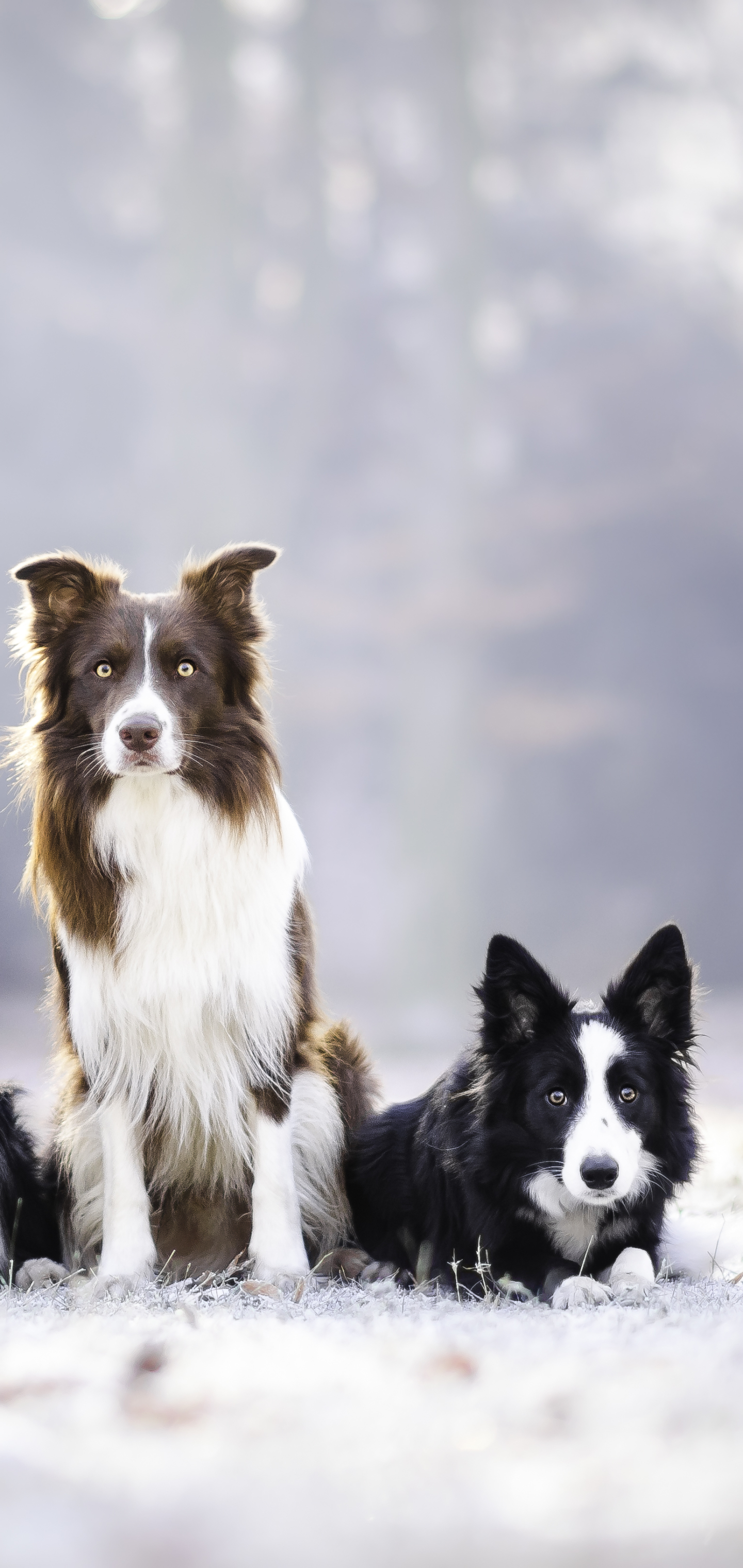 1440x3040  _boberder Collie iPhone Wallpapers - Top Free Collie Collie iPhone - WallpaperAccess