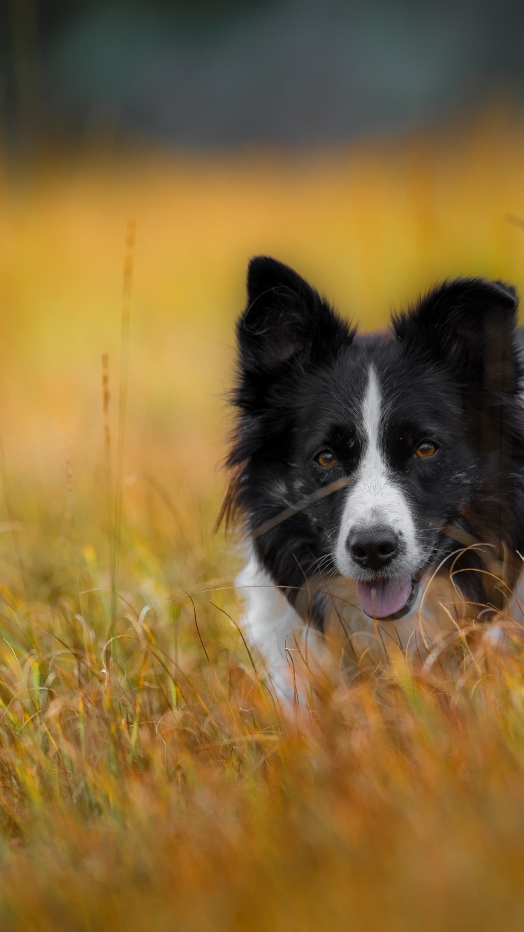 750x1334  border Collie Wallpapers HD для Android - APK Download