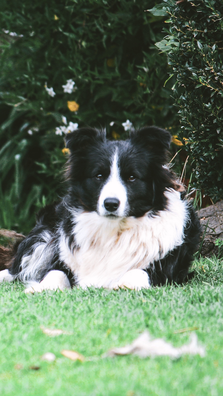 938x1668   Скачать 1080x1920 Границы Колли, лежа, ленивый, Собаки Обои для iPhone 8, iPhone 7 Plus, iPhone 6+, Sony Xperia Z, HTC One