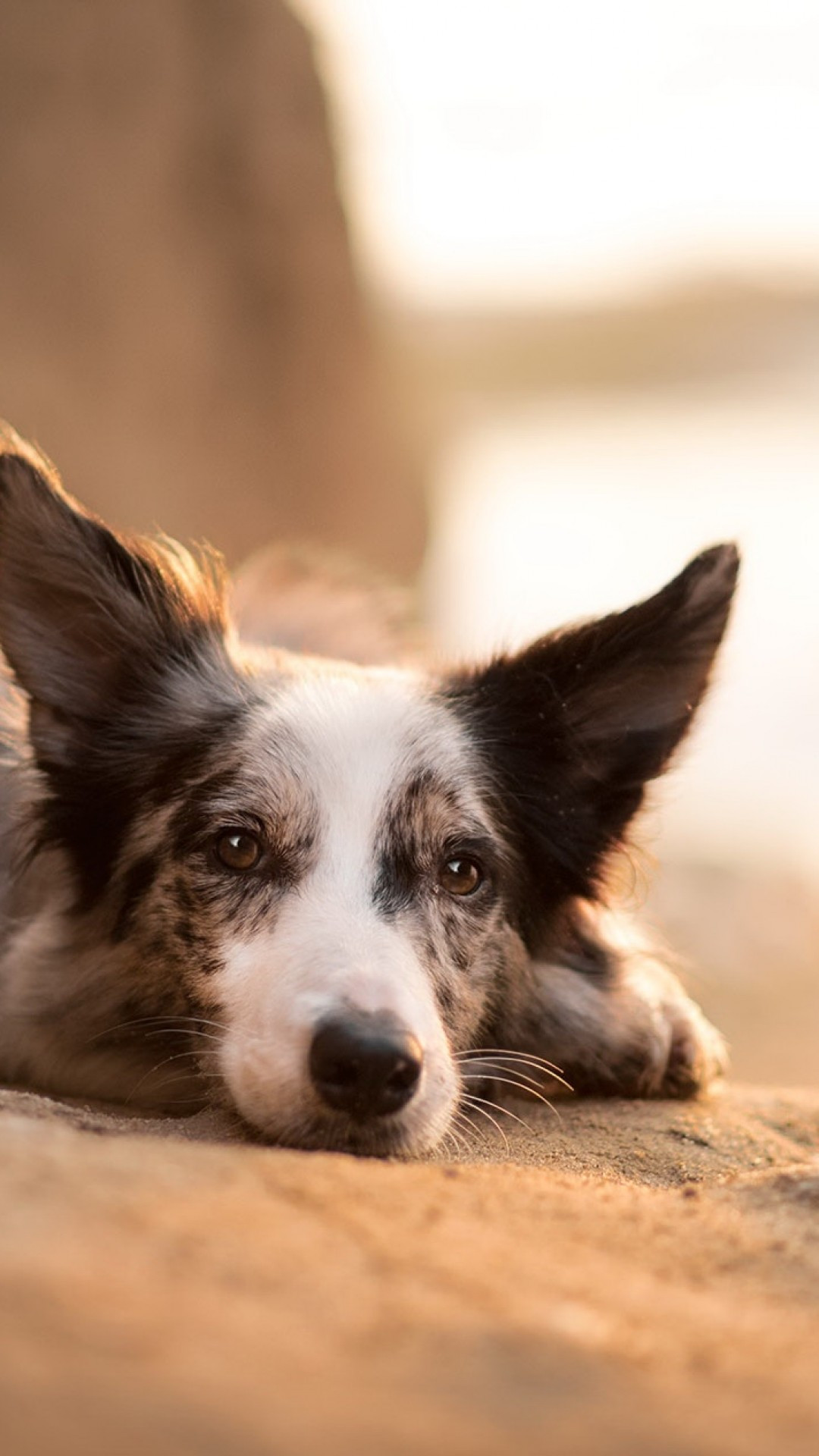 1080x1920  HD Обои: Граница Колли, Портрет, Голова, ПЭТ, Британцы Овчарка, Боке | Обои FLARE